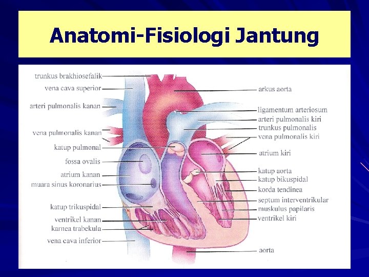 Anatomi-Fisiologi Jantung 