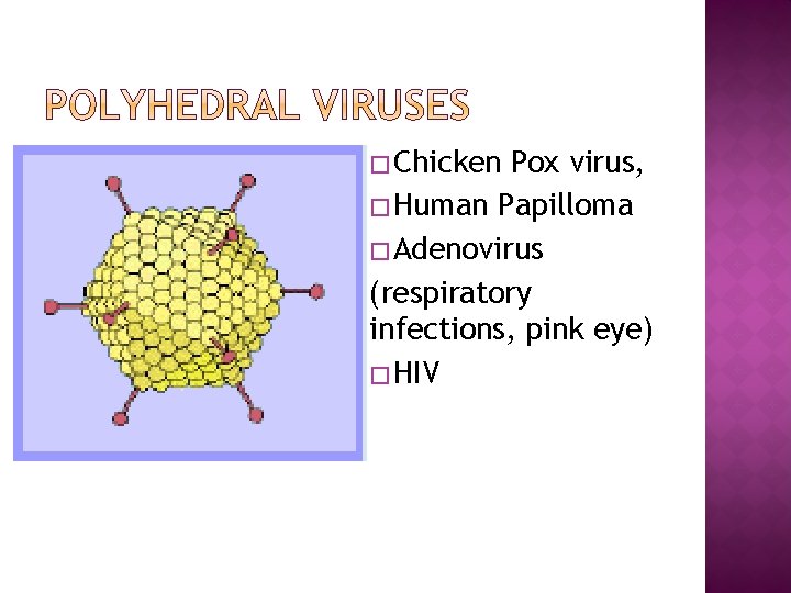 � Chicken Pox virus, � Human Papilloma � Adenovirus (respiratory infections, pink eye) �