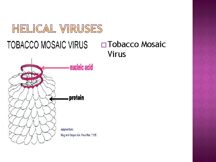 � Tobacco Virus Mosaic 