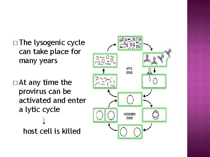 � The lysogenic cycle can take place for many years � At any time