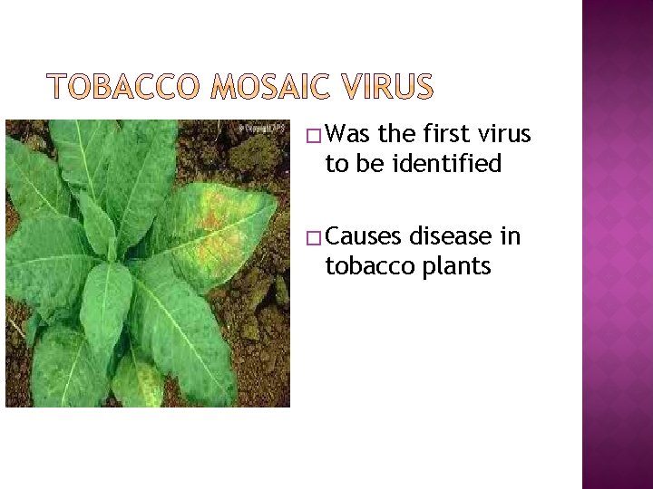 � Was the first virus to be identified � Causes disease in tobacco plants