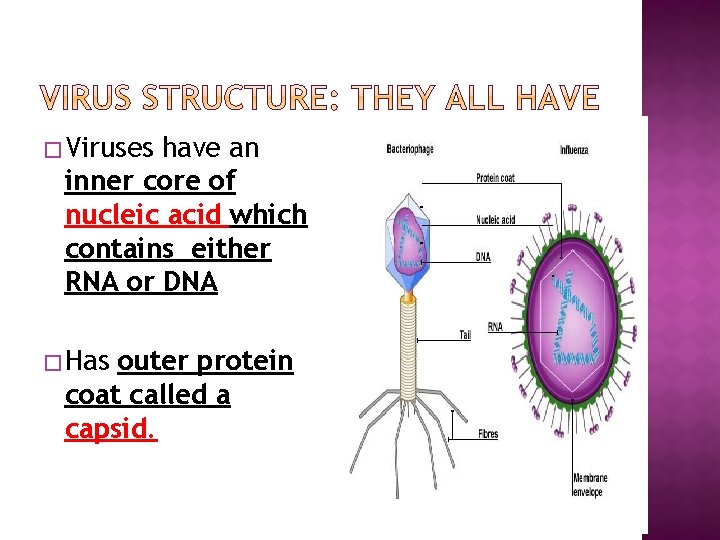 � Viruses have an inner core of nucleic acid which contains either RNA or