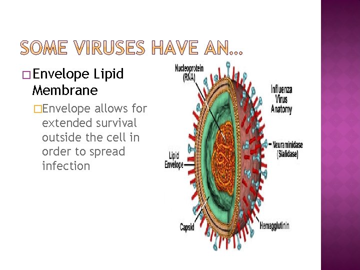 � Envelope Lipid Membrane �Envelope allows for extended survival outside the cell in order