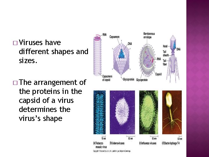 � Viruses have different shapes and sizes. � The arrangement of the proteins in