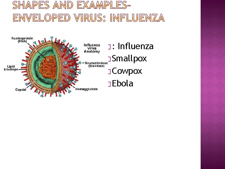 �: Influenza � Smallpox � Cowpox � Ebola 