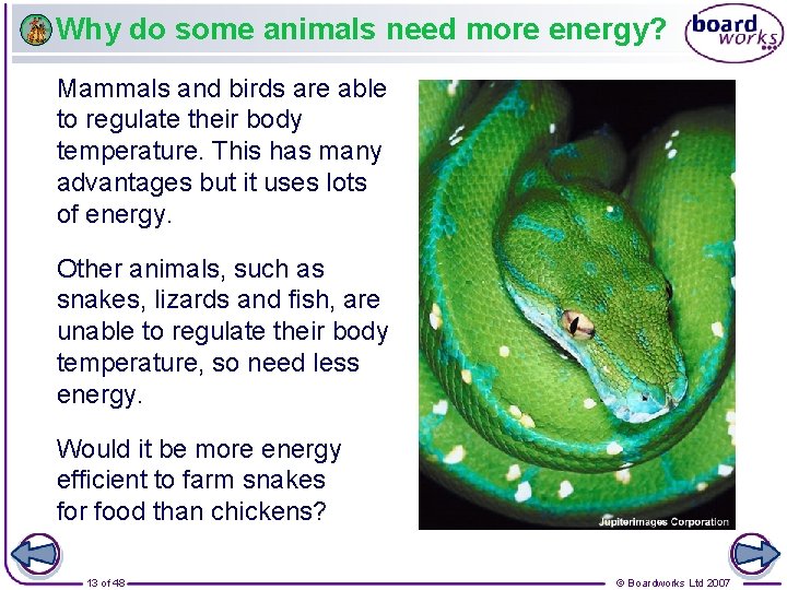 Why do some animals need more energy? Mammals and birds are able to regulate