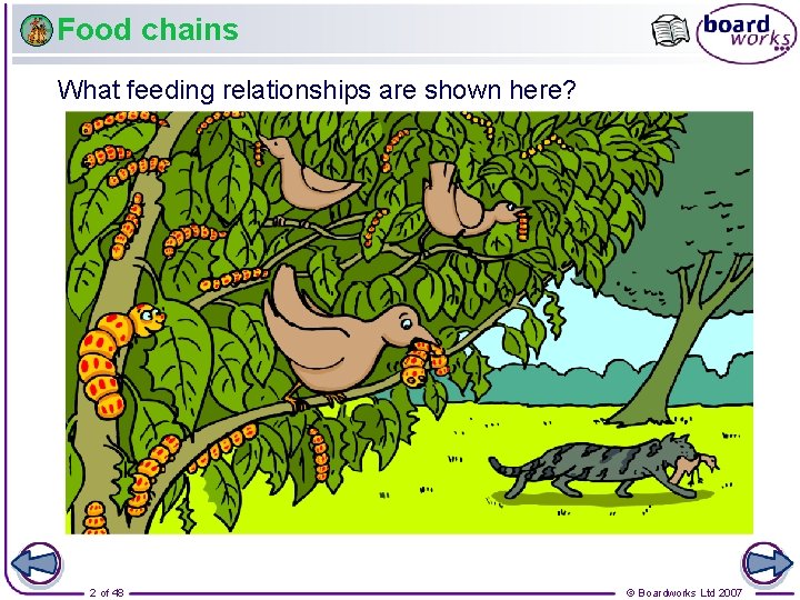 Food chains What feeding relationships are shown here? 2 of 48 © Boardworks Ltd