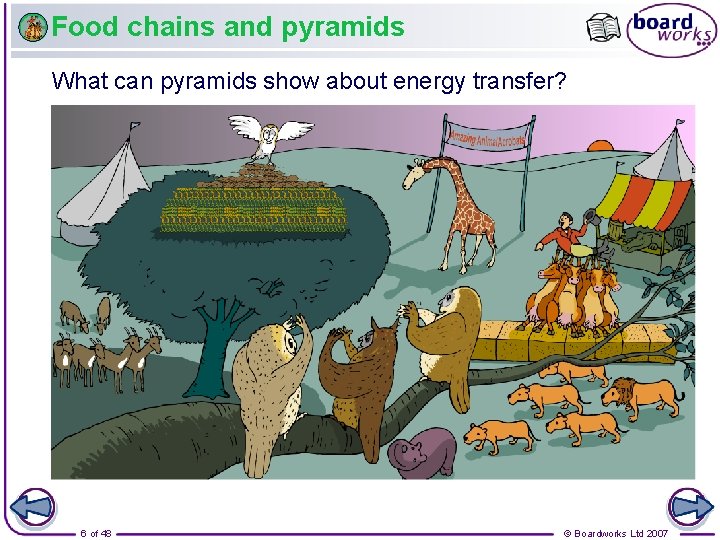 Food chains and pyramids What can pyramids show about energy transfer? 6 of 48