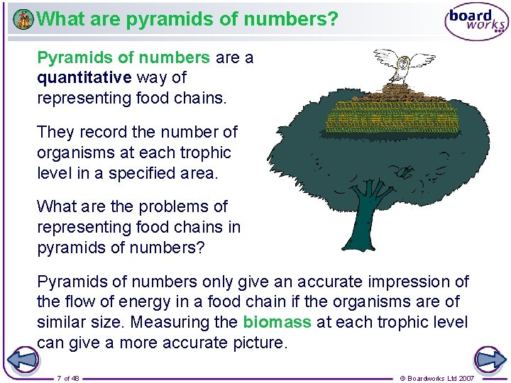 What are pyramids of numbers? Pyramids of numbers are a quantitative way of representing