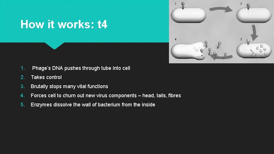 How it works: t 4 1. Phage’s DNA pushes through tube into cell 2.