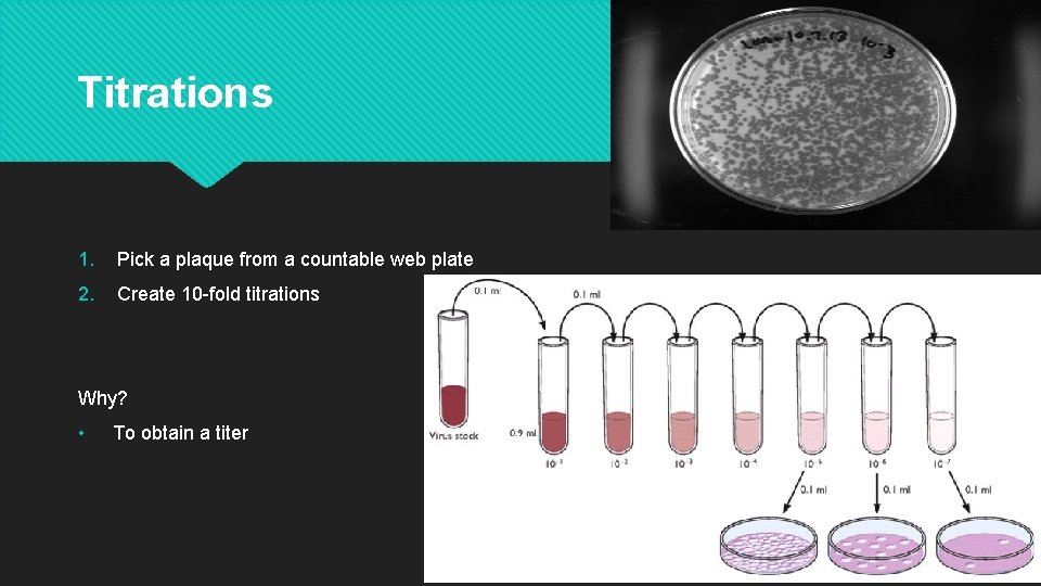 Titrations 1. Pick a plaque from a countable web plate 2. Create 10 -fold