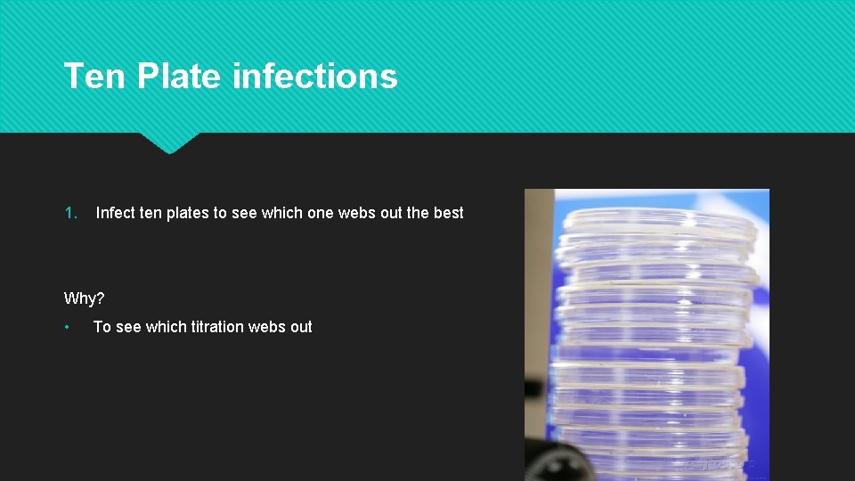 Ten Plate infections 1. Infect ten plates to see which one webs out the