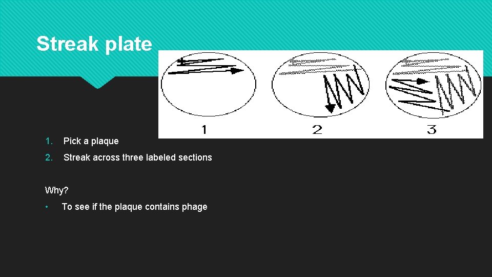 Streak plate 1. Pick a plaque 2. Streak across three labeled sections Why? •