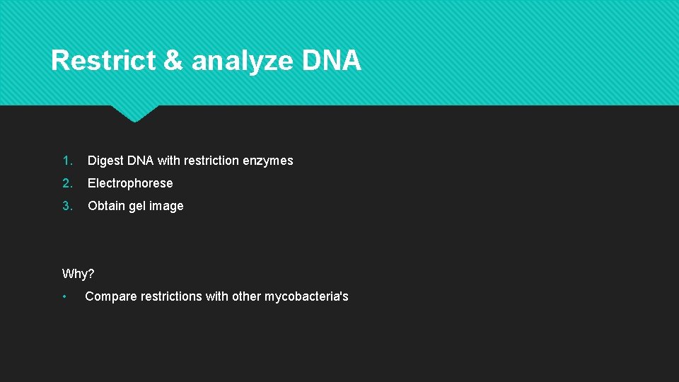 Restrict & analyze DNA 1. Digest DNA with restriction enzymes 2. Electrophorese 3. Obtain