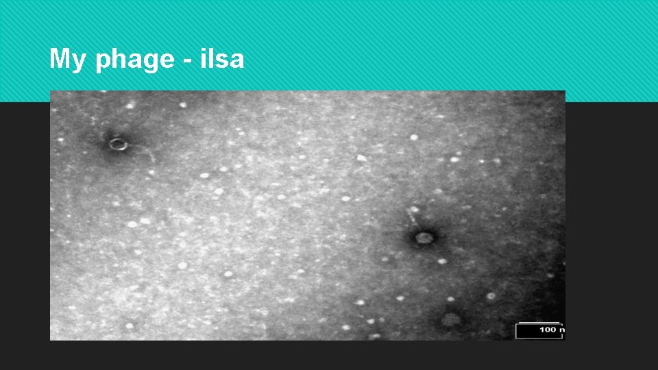 My phage - ilsa 