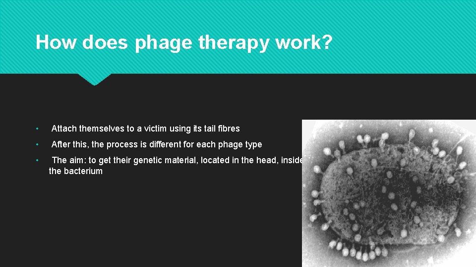 How does phage therapy work? • Attach themselves to a victim using its tail