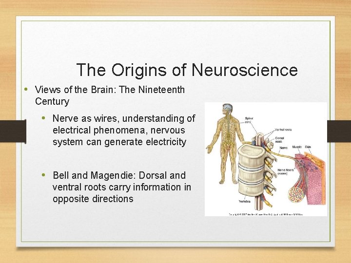 The Origins of Neuroscience • Views of the Brain: The Nineteenth Century • Nerve