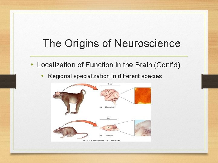 The Origins of Neuroscience • Localization of Function in the Brain (Cont’d) • Regional