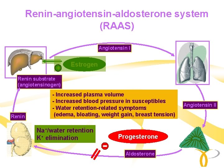 Renin-angiotensin-aldosterone system (RAAS) Angiotensin I + Estrogen Renin substrate (angiotensinogen) Renin - Increased plasma Renin-angiotensin-aldosterone system (RAAS) Angiotensin I + Estrogen Renin substrate (angiotensinogen) Renin - Increased plasma