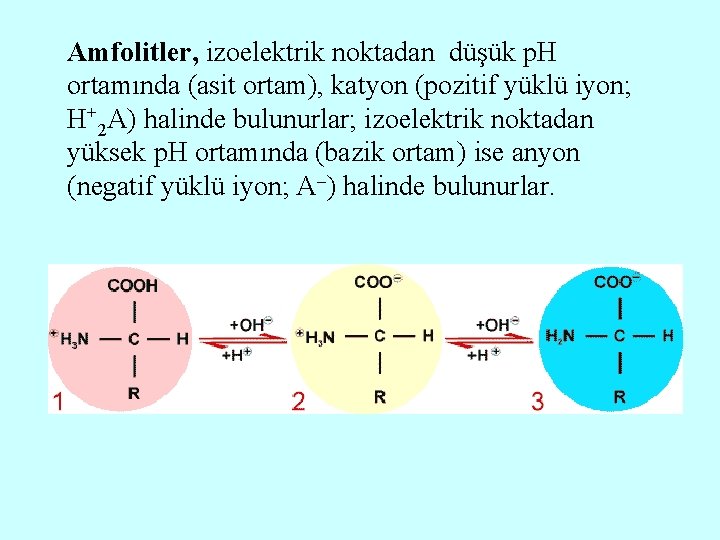 Amfolitler, izoelektrik noktadan düşük p. H ortamında (asit ortam), katyon (pozitif yüklü iyon; H+2