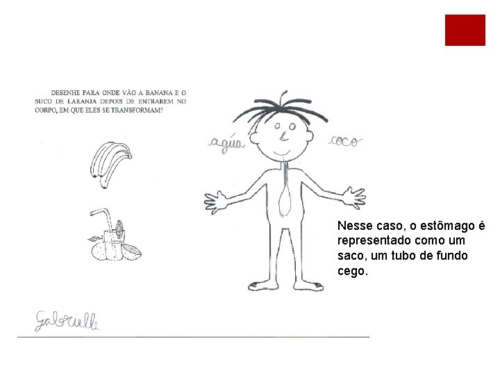 Nesse caso, o estômago é representado como um saco, um tubo de fundo cego.