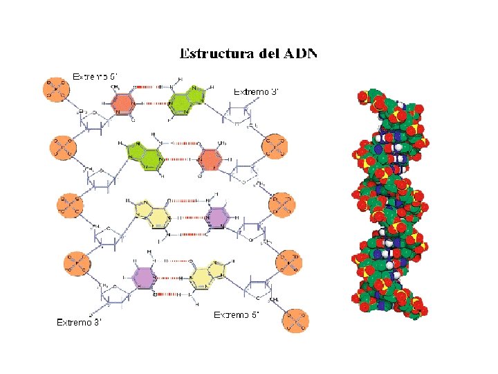 La estructura secundaria del ADN n Por medio del método analítico de difracción de