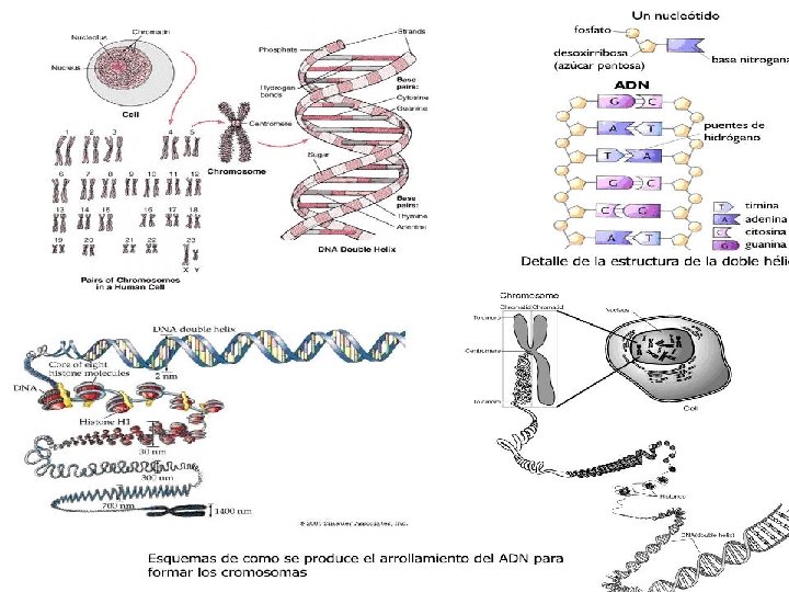 La estructura del ADN 