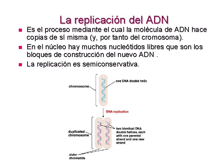 La replicación del ADN n n n Es el proceso mediante el cual la