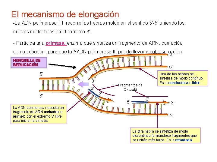 El mecanismo de elongación -La ADN polimerasa III recorre las hebras molde en el