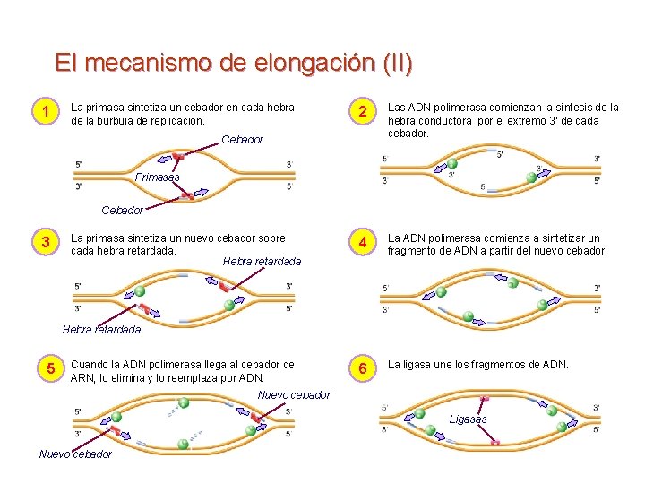 El mecanismo de elongación (II) 1 La primasa sintetiza un cebador en cada hebra