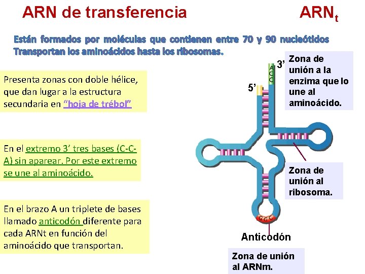 ARN de transferencia ARNt Están formados por moléculas que contienen entre 70 y 90