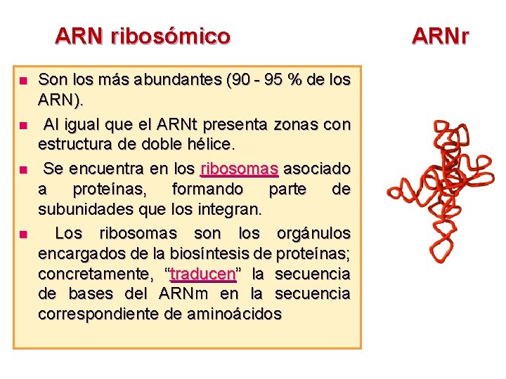 ARN ribosómico n n Son los más abundantes (90 - 95 % de los