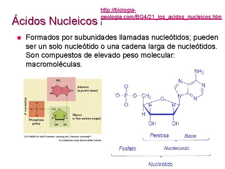 Ácidos Nucleicos n http: //biologiageologia. com/BG 4/21_los_acidos_nucleicos. htm l Formados por subunidades llamadas nucleótidos;