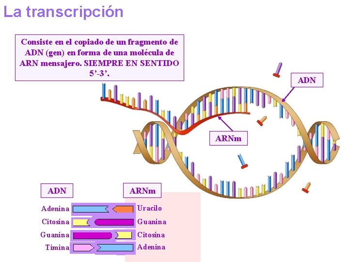 La transcripción Consiste en el copiado de un fragmento de ADN (gen) en forma