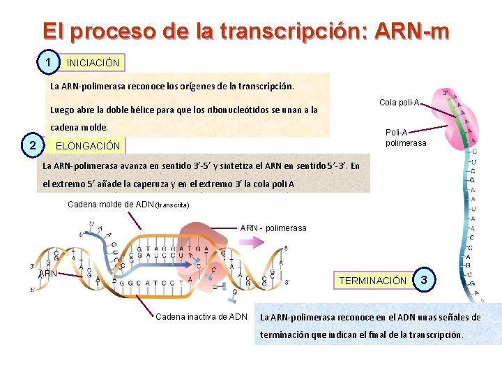 El proceso de la transcripción: ARN-m 1 INICIACIÓN La ARN-polimerasa reconoce los orígenes de