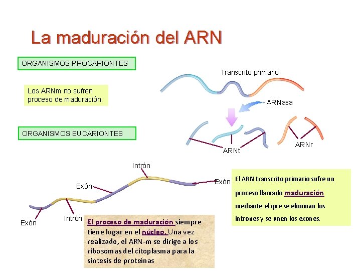 La maduración del ARN ORGANISMOS PROCARIONTES Transcrito primario Los ARNm no sufren proceso de