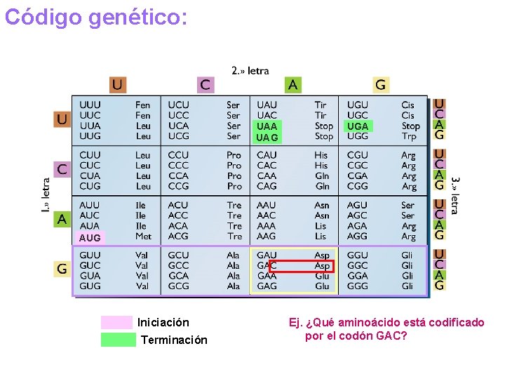 Código genético: UAA UAG UGA AUG Iniciación Terminación Ej. ¿Qué aminoácido está codificado por