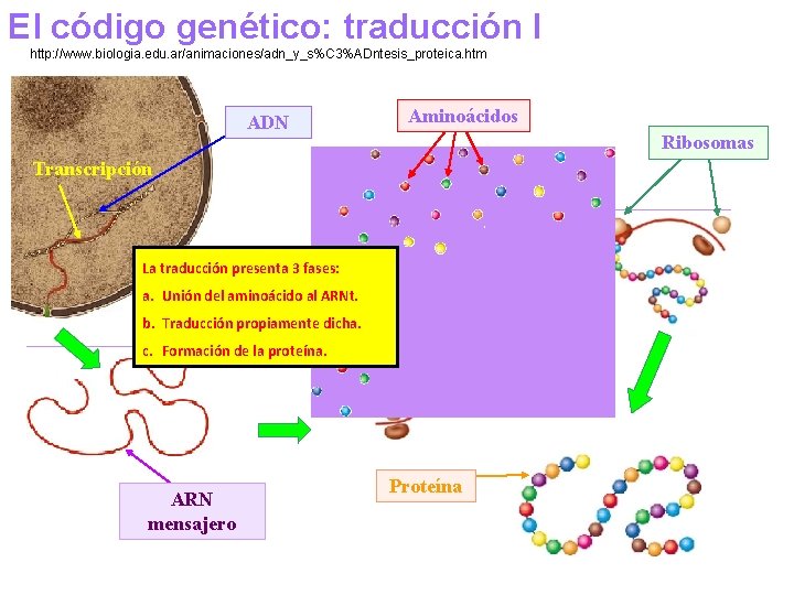 El código genético: traducción I http: //www. biologia. edu. ar/animaciones/adn_y_s%C 3%ADntesis_proteica. htm ADN Aminoácidos