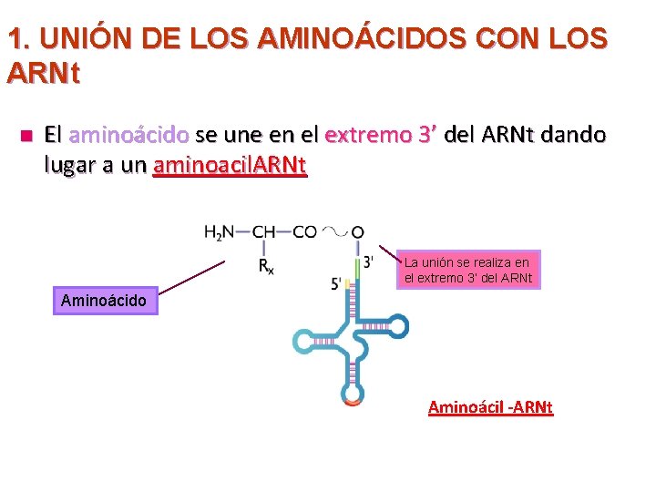 1. UNIÓN DE LOS AMINOÁCIDOS CON LOS ARNt n El aminoácido se une en