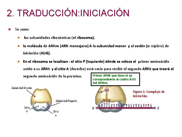 2. TRADUCCIÓN: INICIACIÓN n Se unen: l l las subunidades ribosómicas (el ribosoma). la