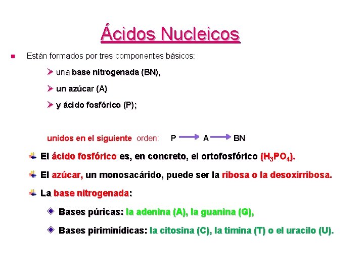 Ácidos Nucleicos n Están formados por tres componentes básicos: Ø una base nitrogenada (BN),