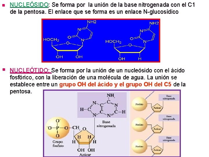 n NUCLEÓSIDO: Se forma por la unión de la base nitrogenada con el C