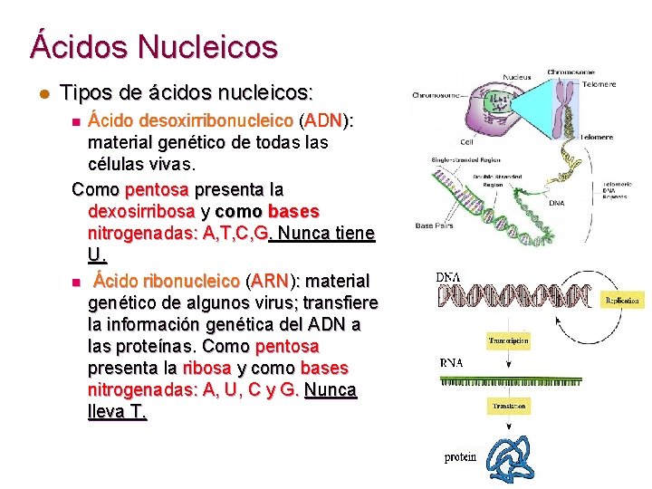 Ácidos Nucleicos l Tipos de ácidos nucleicos: Ácido desoxirribonucleico (ADN): material genético de todas