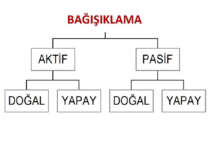 BAĞIŞIKLAMA 