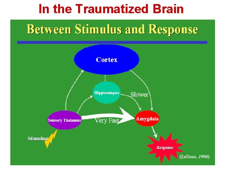 In the Traumatized Brain 