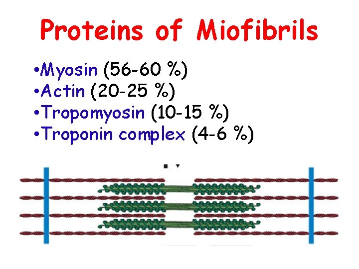 Proteins of Miofibrils • Myosin (56 -60 %) • Actin (20 -25 %) •