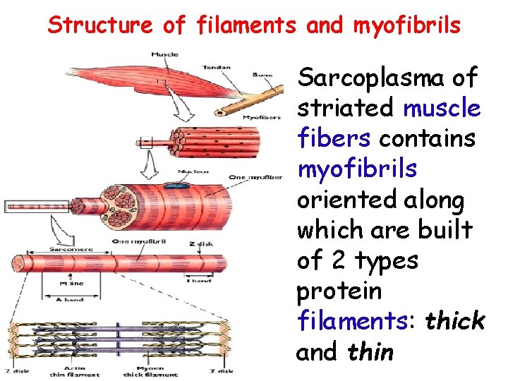 Structure of filaments and myofibrils Sarcoplasma of striated muscle fibers contains myofibrils oriented along
