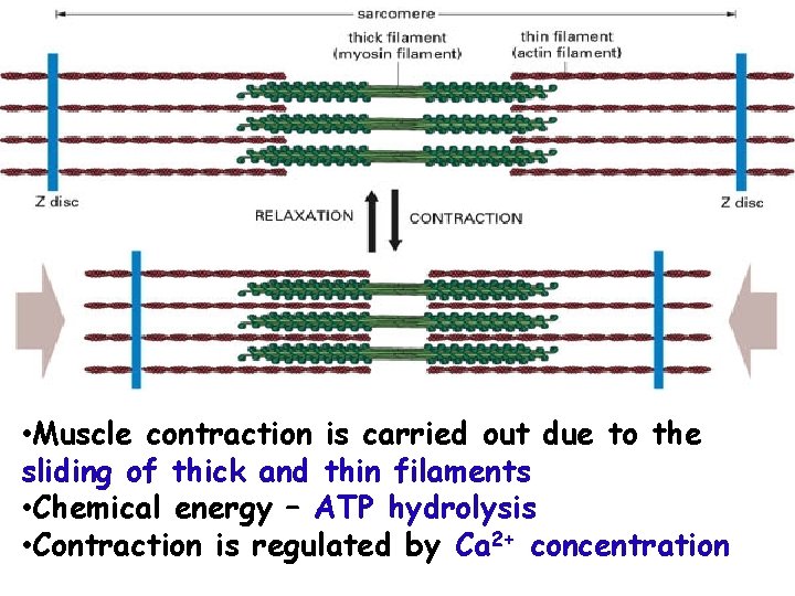  • Muscle contraction is carried out due to the sliding of thick and