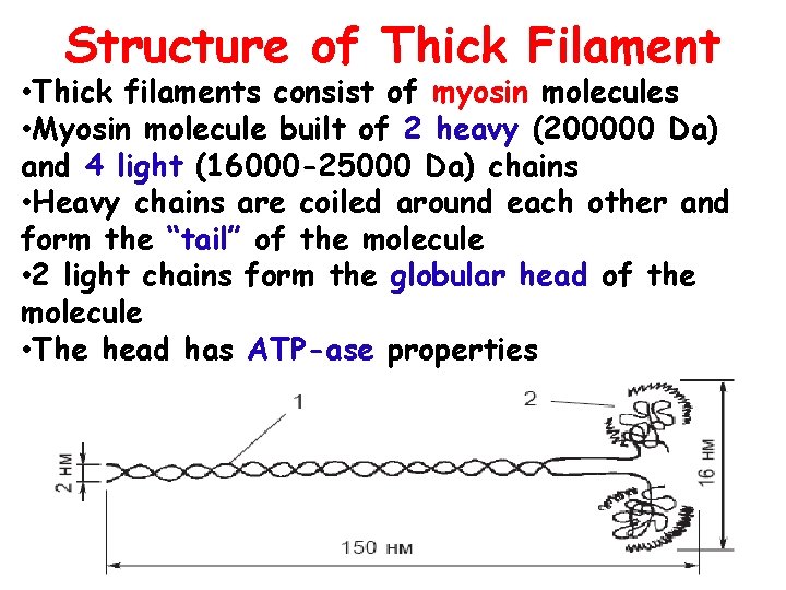 Structure of Thick Filament • Thick filaments consist of myosin molecules • Myosin molecule