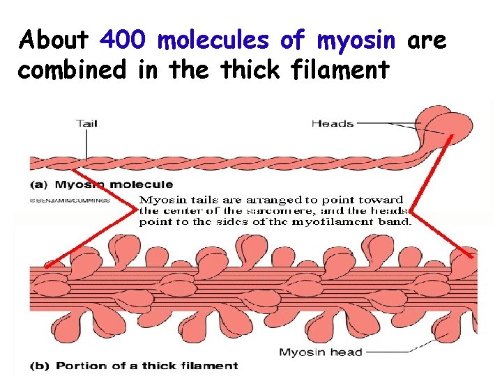 About 400 molecules of myosin are combined in the thick filament 
